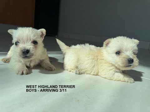 mount lawley pets and puppies