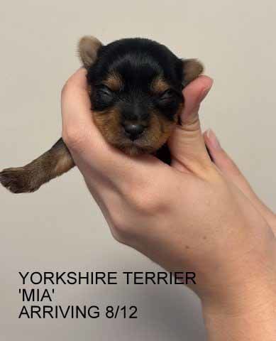 mount lawley pets and puppies