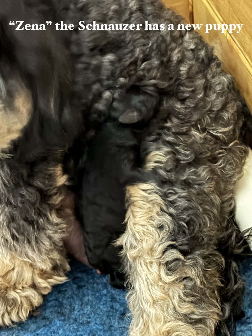 mount lawley pets and puppies