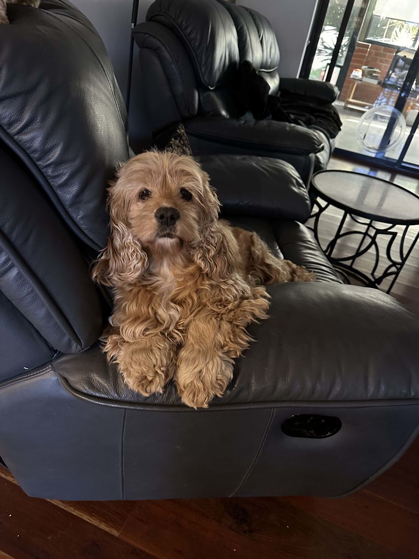 mount lawley pets and puppies