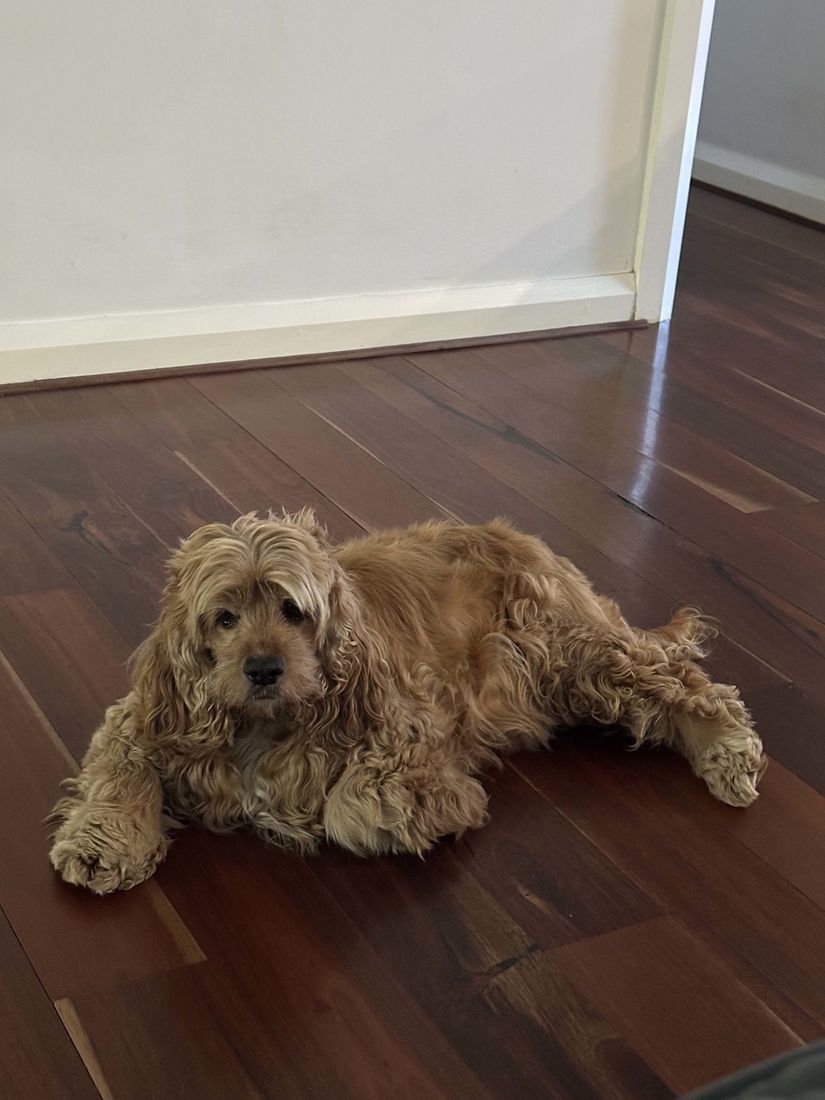 mount lawley pets and puppies