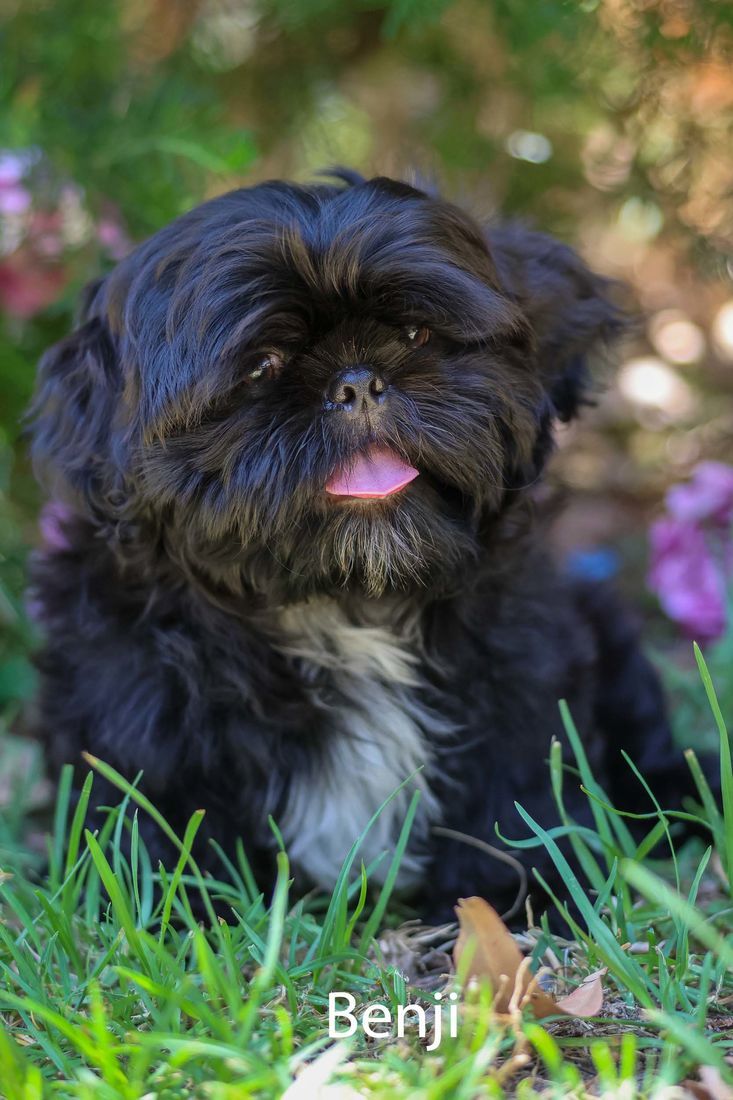 mount lawley pets and puppies