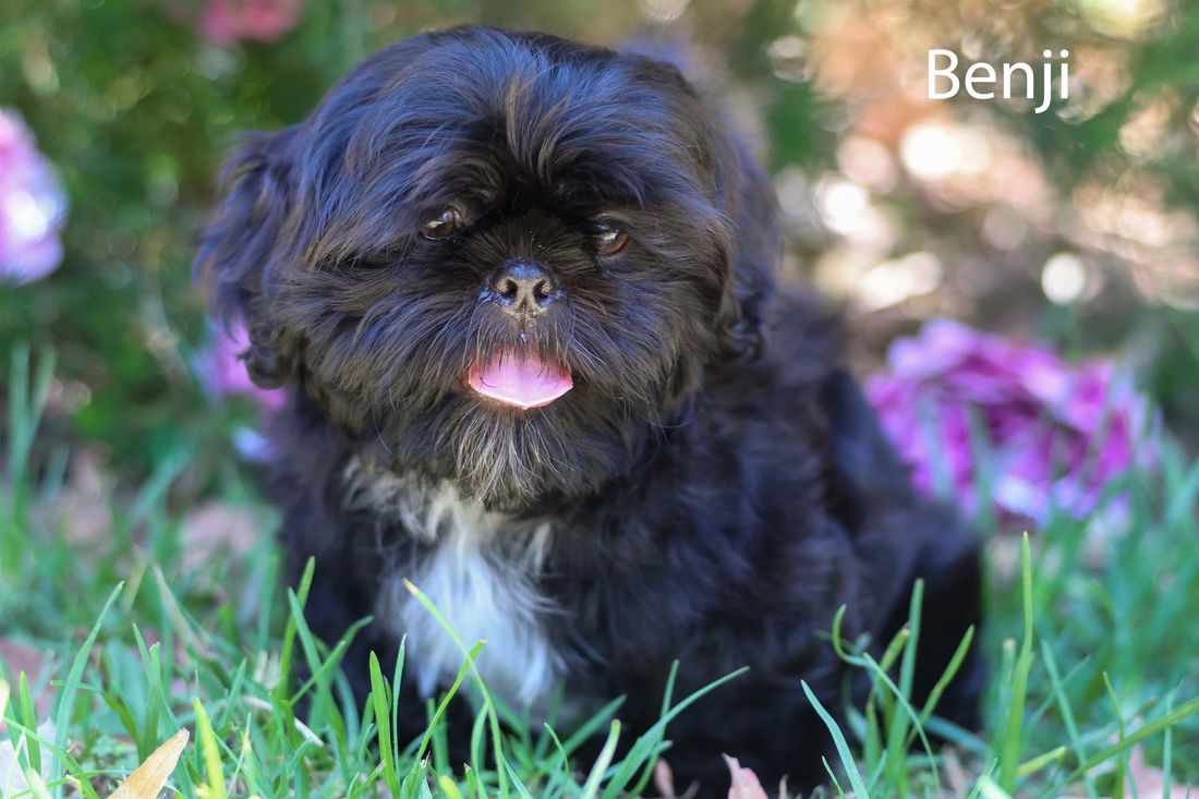 mount lawley pets and puppies