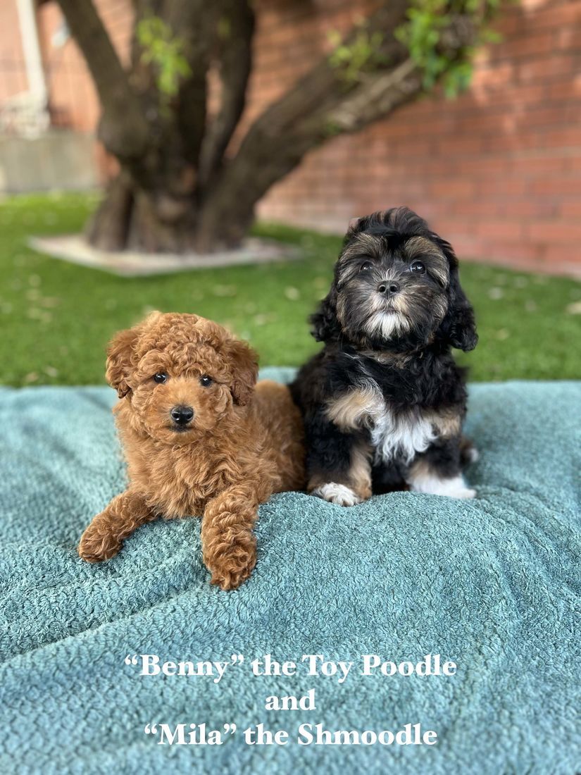 mount lawley pets and puppies