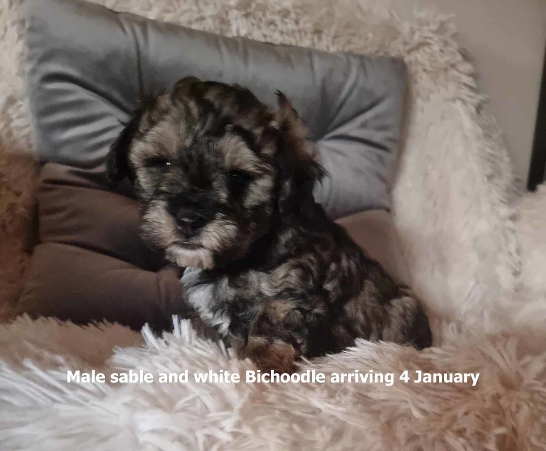 mount lawley pets and puppies