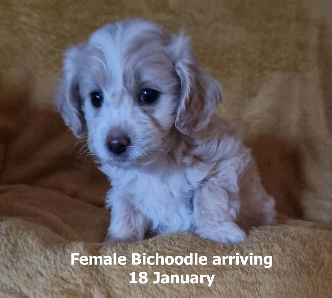 mount lawley pets and puppies