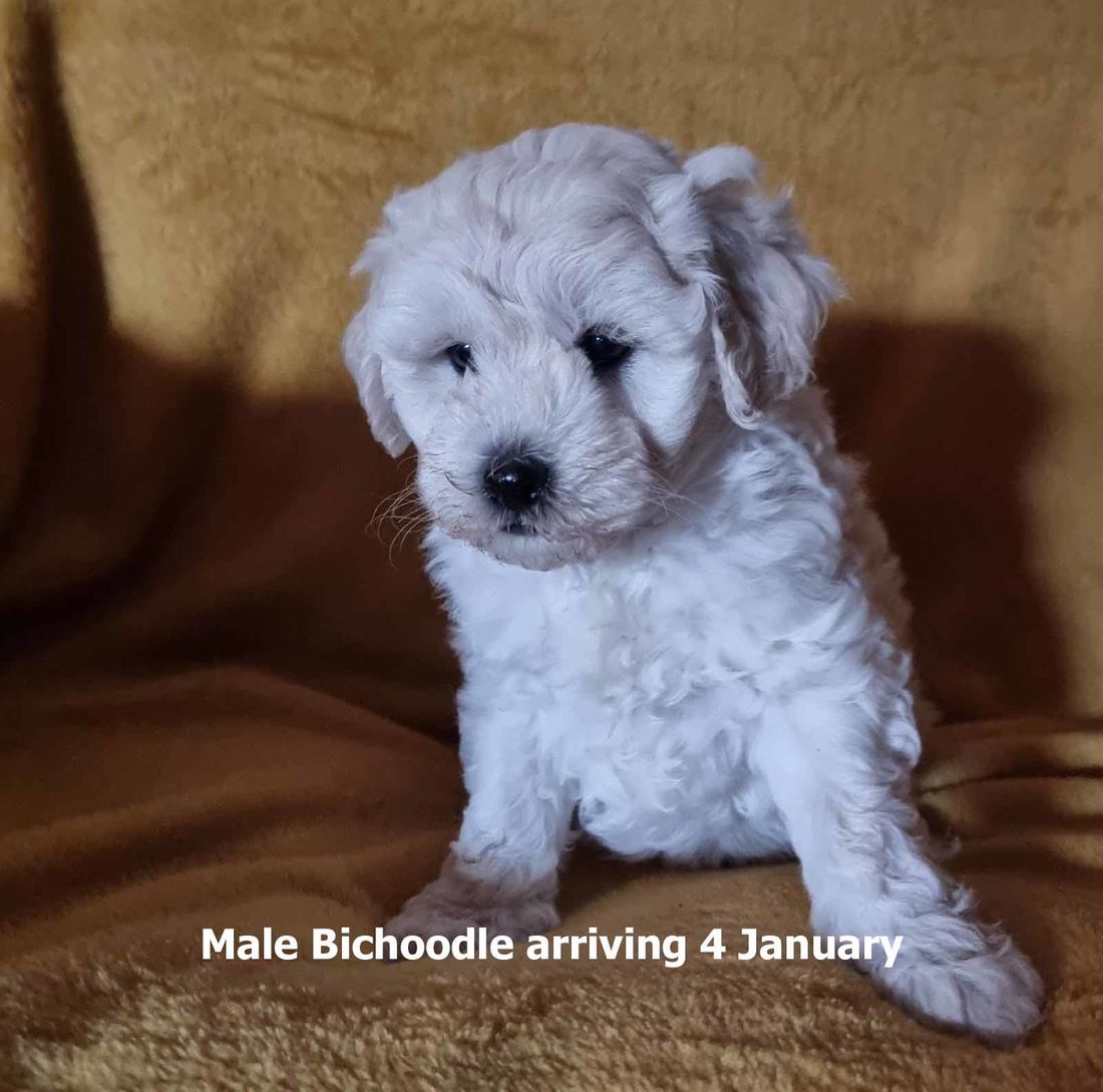 mount lawley pets and puppies