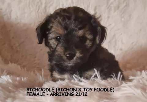 mount lawley pets and puppies