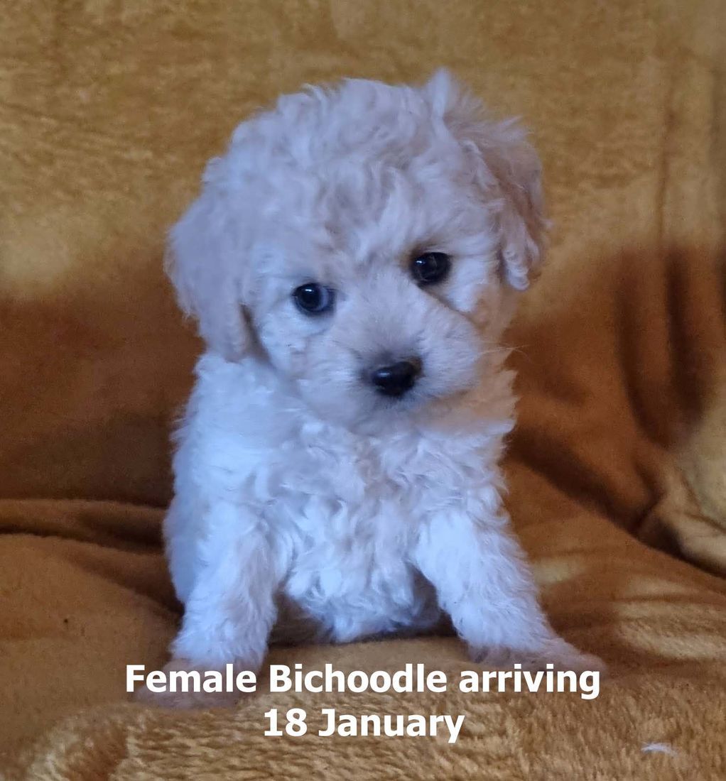 mount lawley pets and puppies