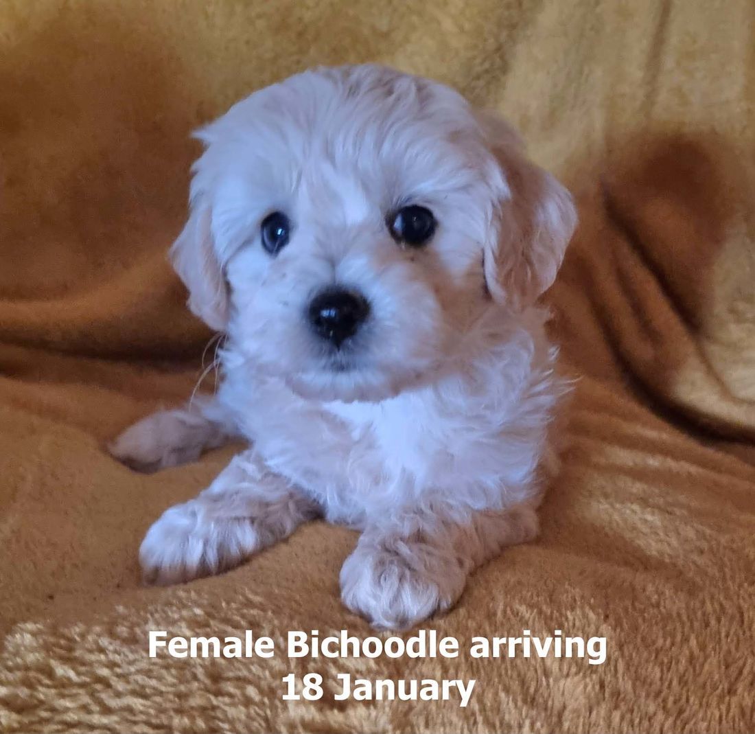 mount lawley pets and puppies