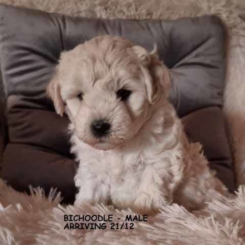 mount lawley pets and puppies