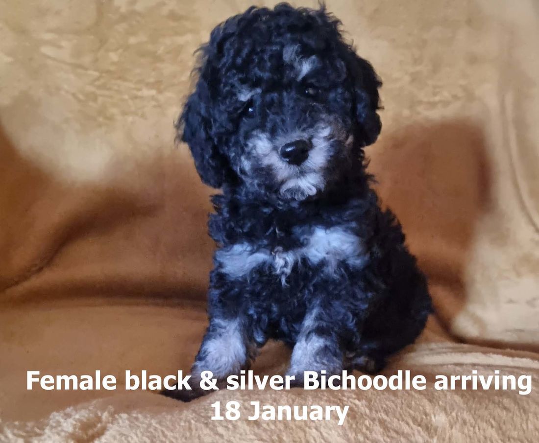 mount lawley pets and puppies