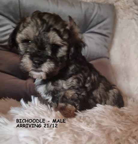 mount lawley pets and puppies