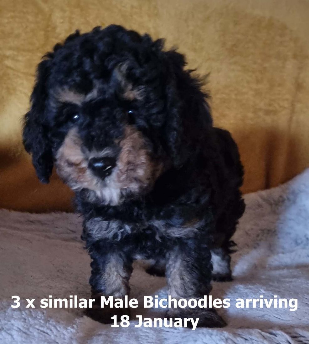 mount lawley pets and puppies