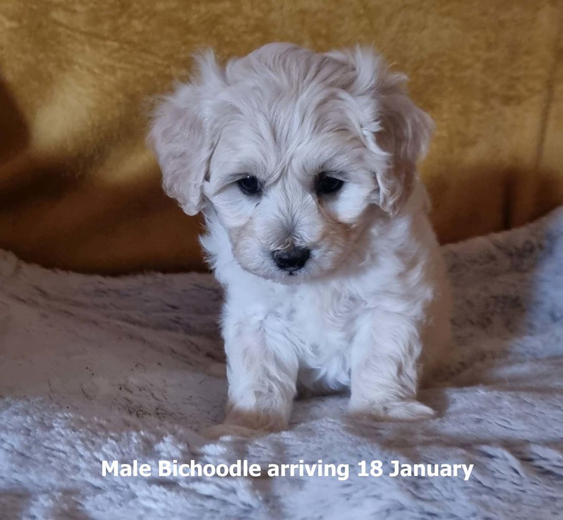 mount lawley pets and puppies