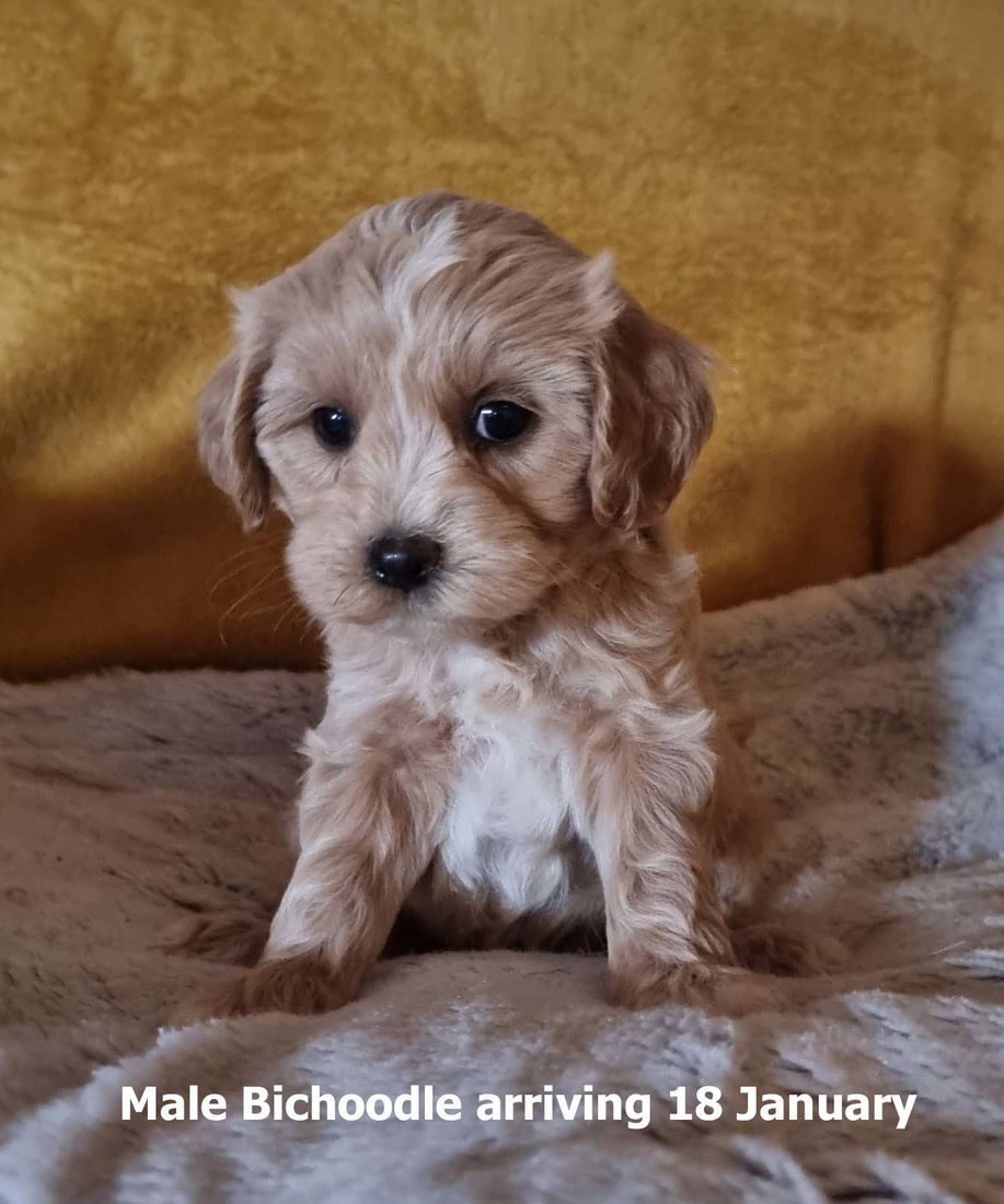 mount lawley pets and puppies