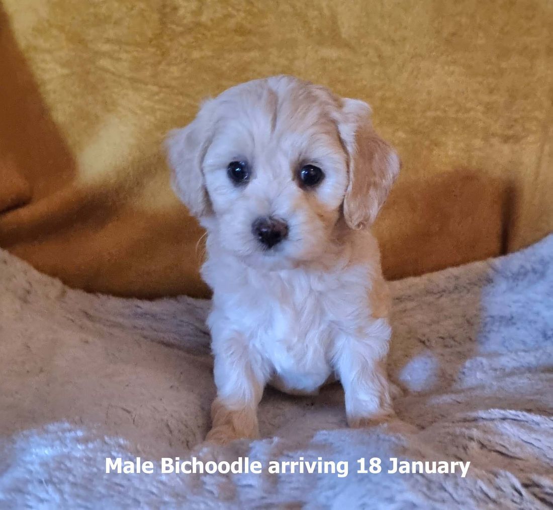 mount lawley pets and puppies