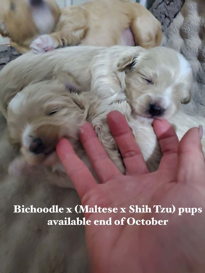 mount lawley pets and puppies