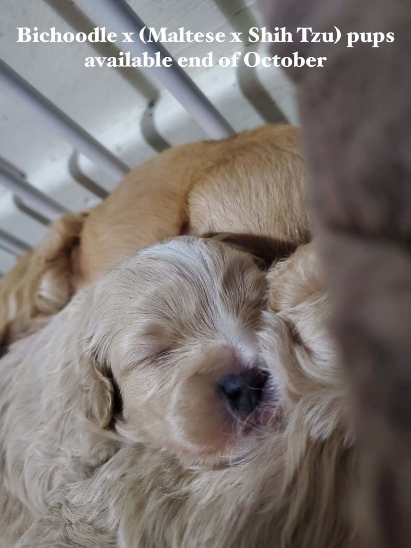 mount lawley pets and puppies