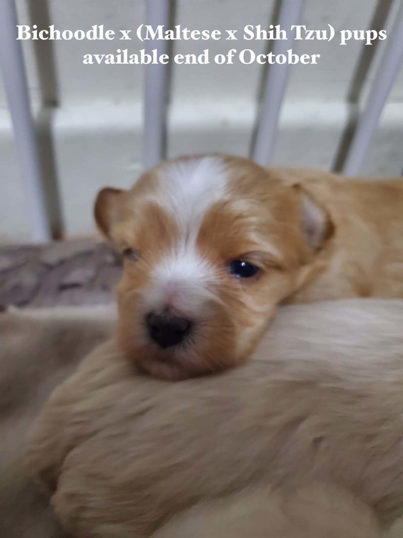 mount lawley pets and puppies