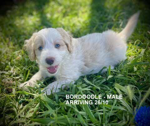 mount lawley pets and puppies