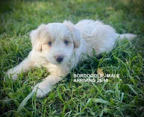 mount lawley pets and puppies