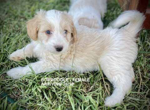 mount lawley pets and puppies