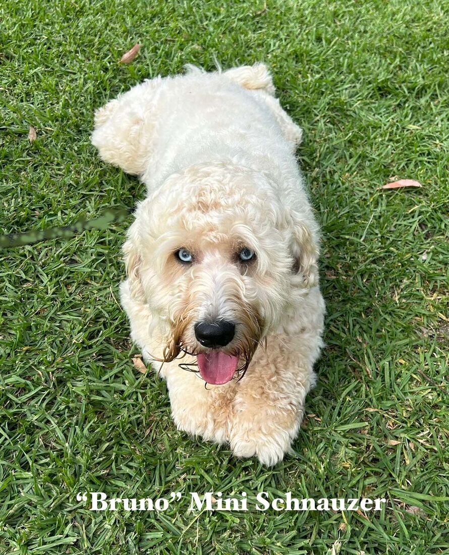 mount lawley pets and puppies
