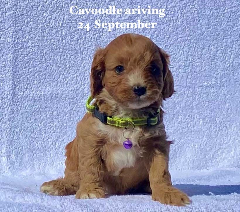 mount lawley pets and puppies