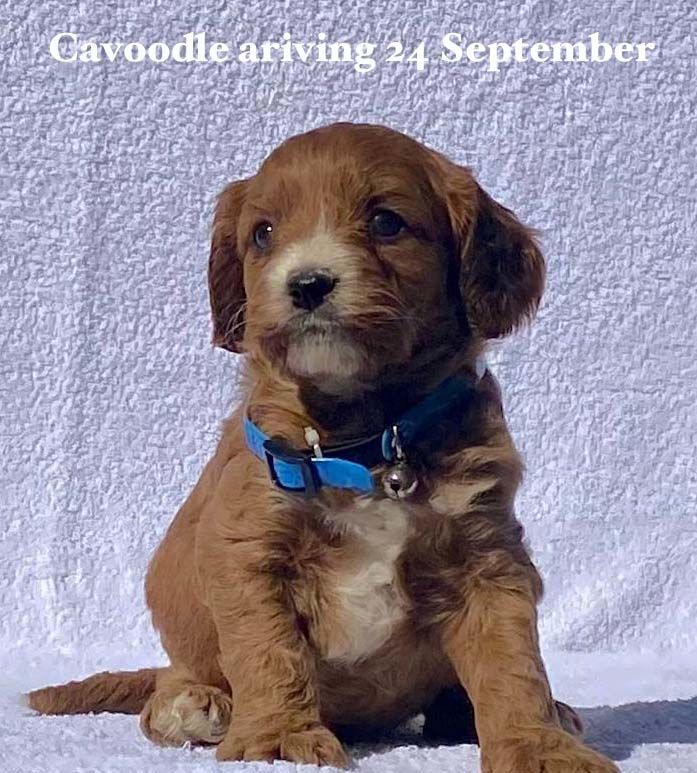 mount lawley pets and puppies