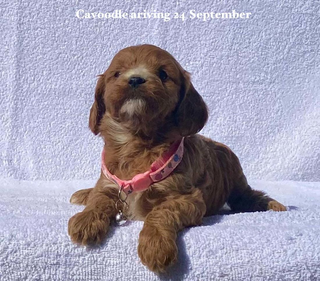 mount lawley pets and puppies