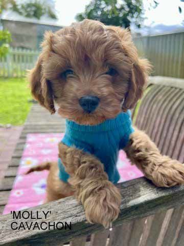 mount lawley pets and puppies
