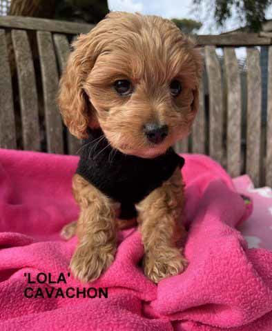 mount lawley pets and puppies