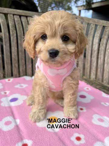 mount lawley pets and puppies