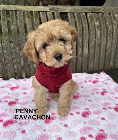 mount lawley pets and puppies