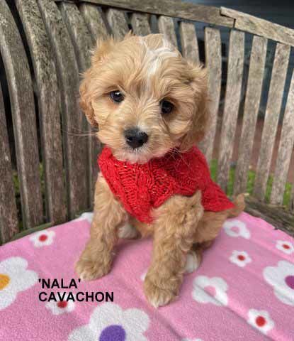 mount lawley pets and puppies