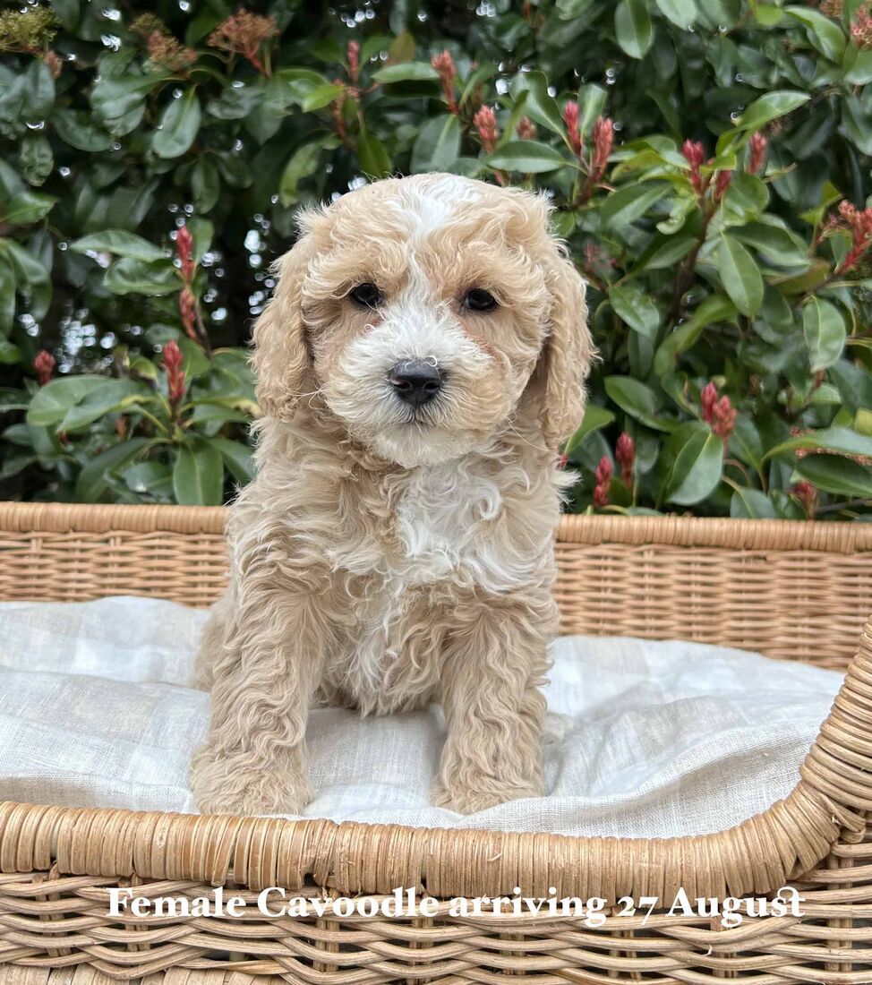 mount lawley pets and puppies