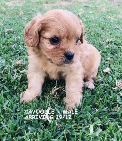 mount lawley pets and puppies