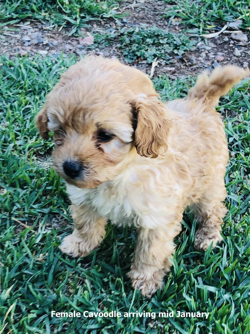 mount lawley pets and puppies