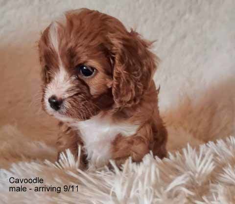 mount lawley pets and puppies