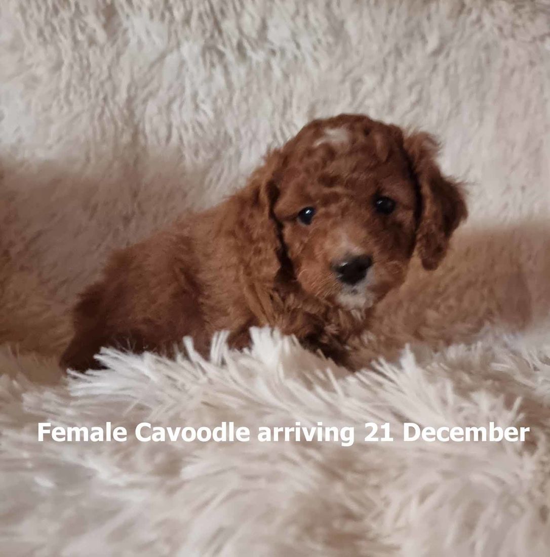 mount lawley pets and puppies