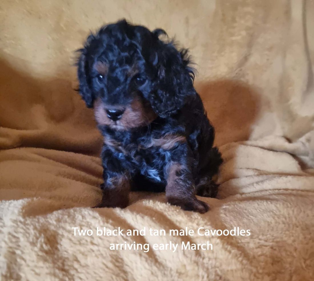 mount lawley pets and puppies