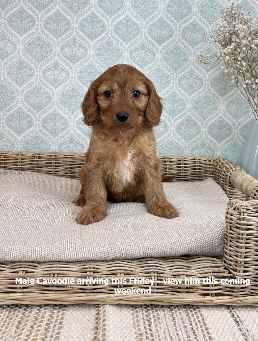 mount lawley pets and puppies