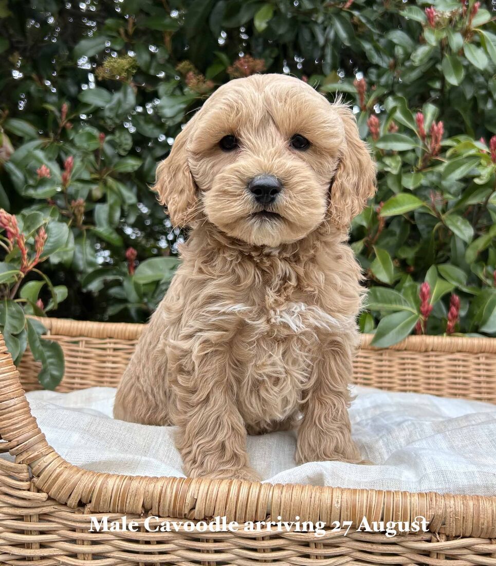 mount lawley pets and puppies
