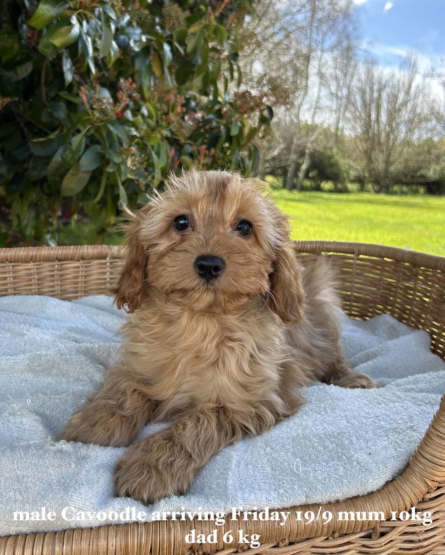 mount lawley pets and puppies