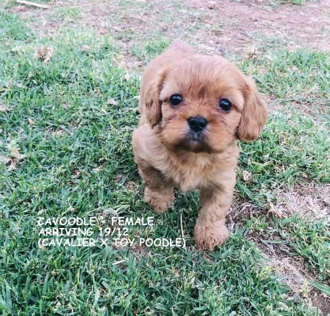 mount lawley pets and puppies