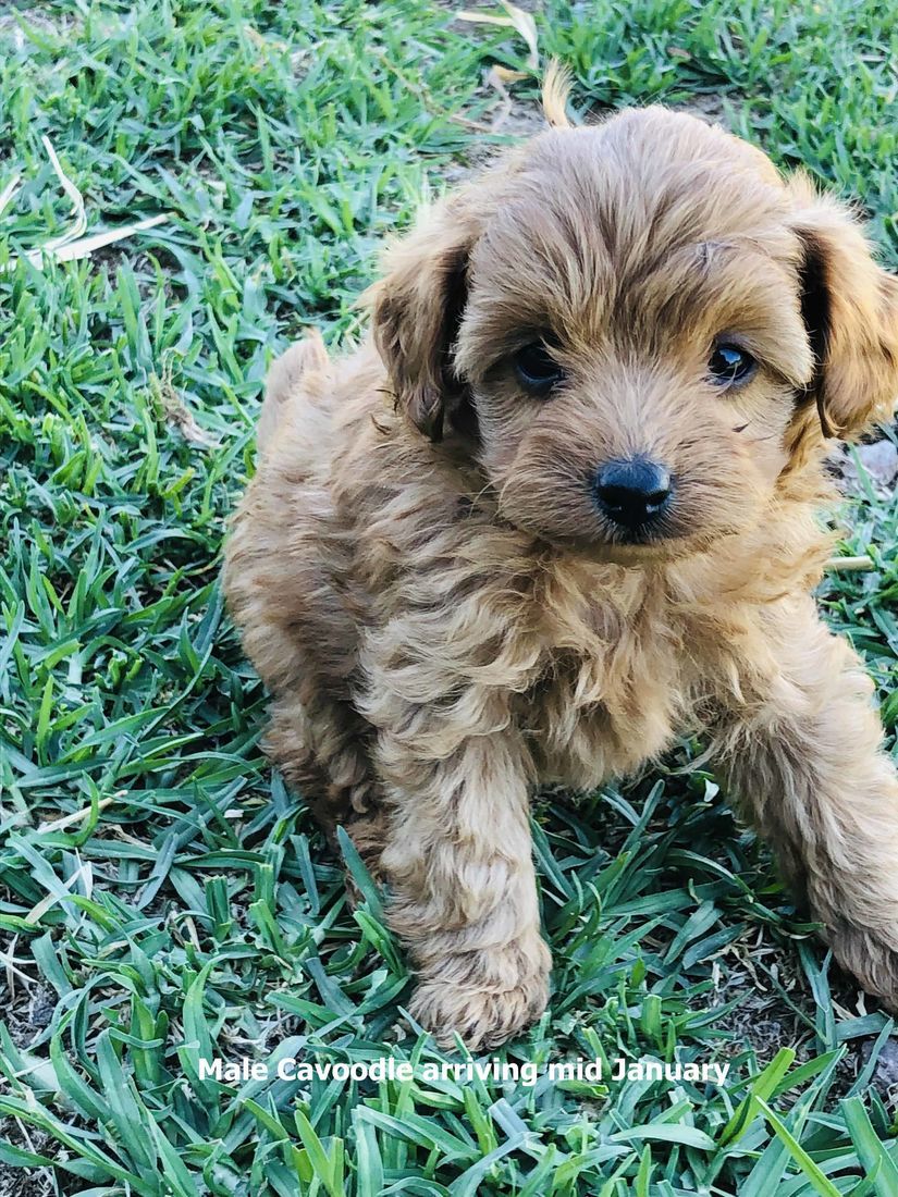 mount lawley pets and puppies