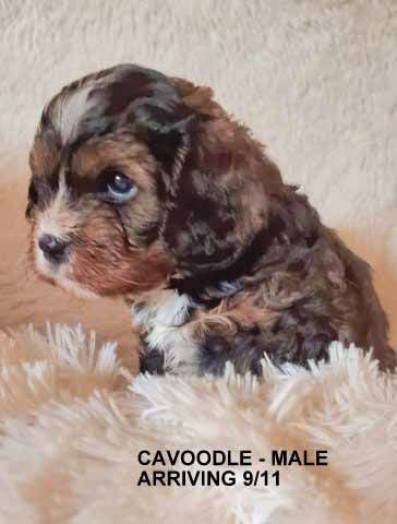 mount lawley pets and puppies