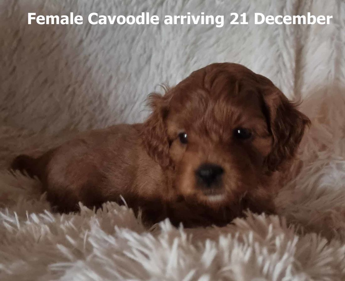 mount lawley pets and puppies