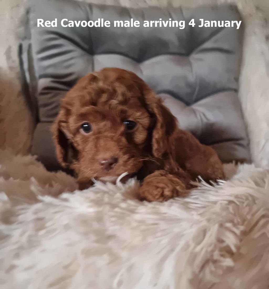 mount lawley pets and puppies